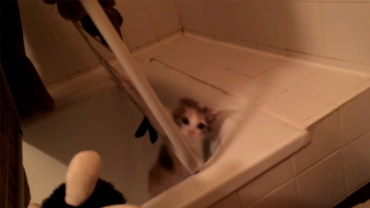 Un chaton découvre la gravité !