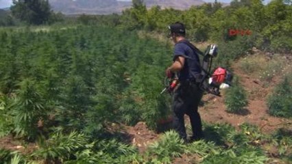 Lice'nin Güneyindeki Kenevir Tarlaları İmha Edildi