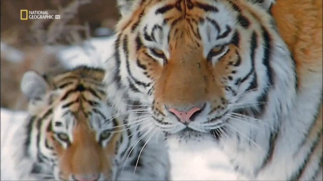 Самые опасные животные. Азия