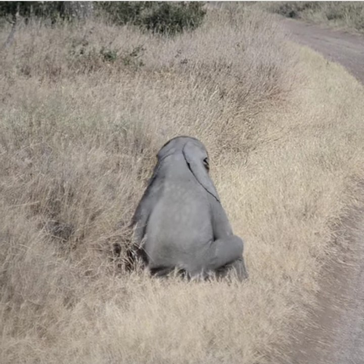 Baby elephant having fun