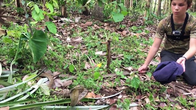 Deadly King Cobras and Snakes of Bali HD