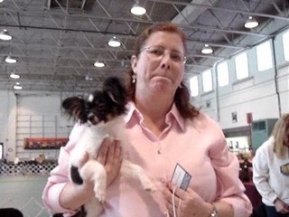 Papillion Puppies - Natural Raw Diet