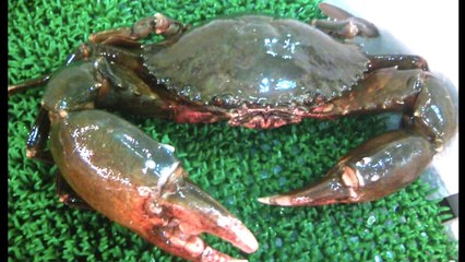 Shovel Nosed Shark Caught BARE-HANDED!