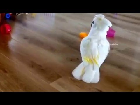 Cockatoo Tries to Spin Cups Around on Floor
