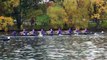 2010 HOCR MCol8+ Bow#s 25 26 23 24 29 31 30 33 34 FIT #33 Placed First!