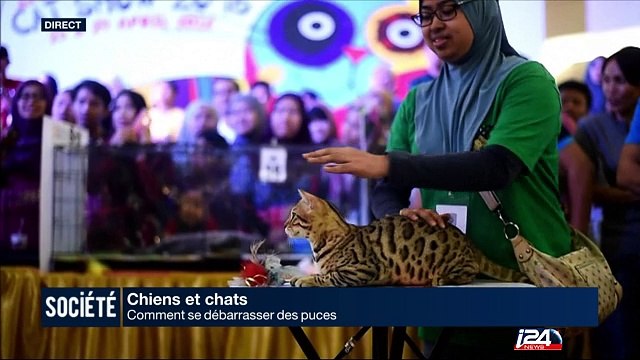 Chiens et Chats: comment se débarasser des puces?