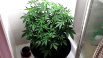 Cfl weed grow in the shower,indoor greenhouse (basic) part 1