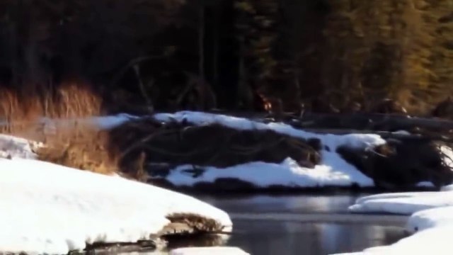 РЕЙК, СНЕЖНЫЙ ЧЕЛОВЕК и другие загадочные существа снятые на видео