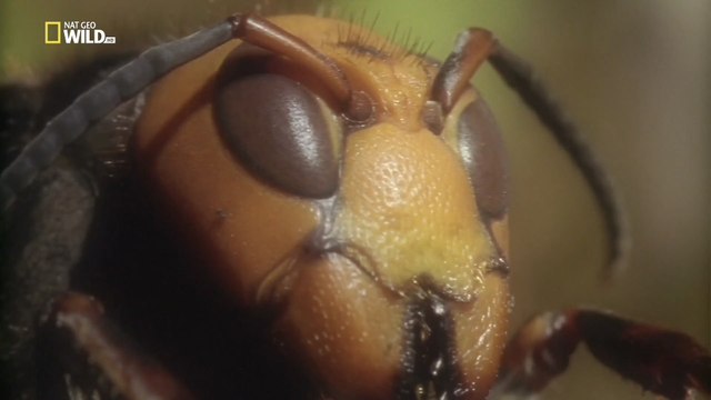 Самые опасные животные. Битвы животных