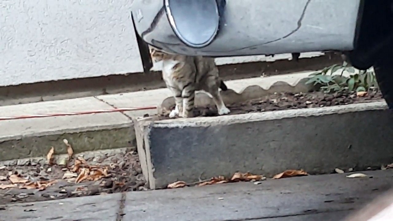 Cat takes a massive dump
