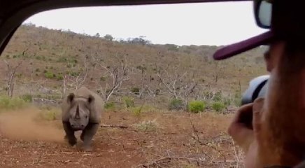 Gergedan çekim yapan fotoğrafçılara saldırdı