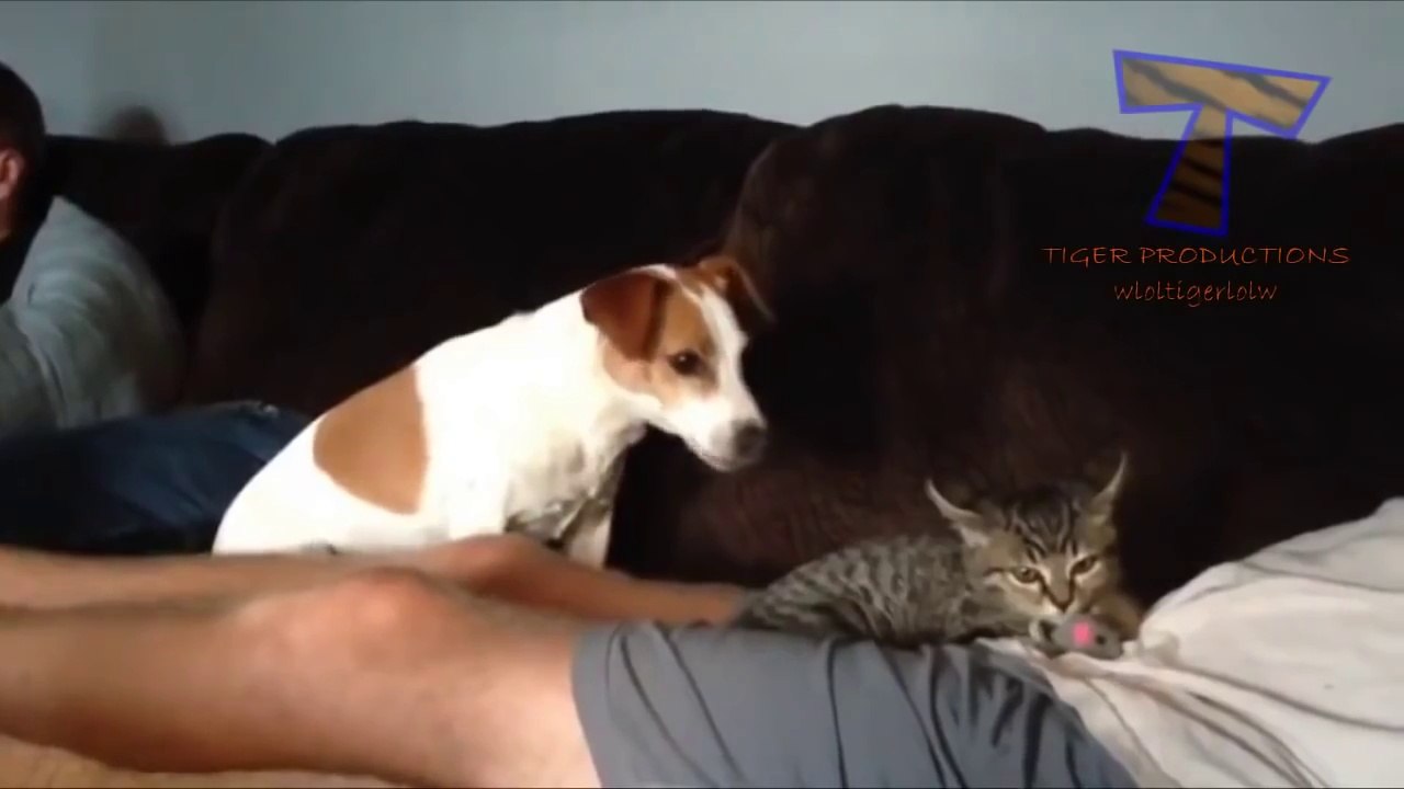 Best funny Dogs compilation 2016
