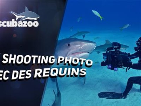 Comment photographier un requin ?