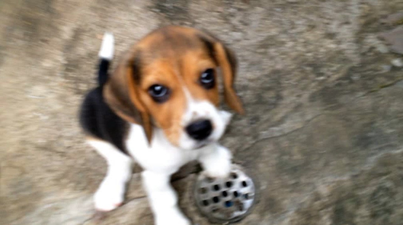 Happy Birthday Little Lovely Dog