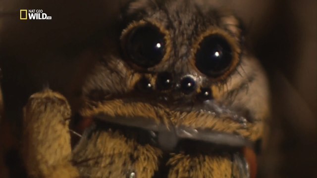 Самые опасные животные. Восьминогие убийцы