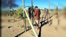 Cette lionne a une relation absolument géniale avec cet homme ! Regardez ça !