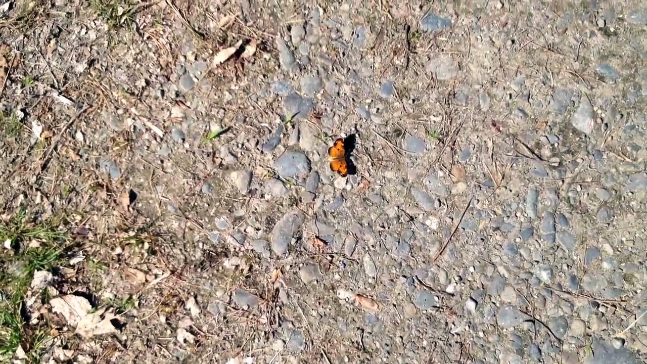 Butterfly