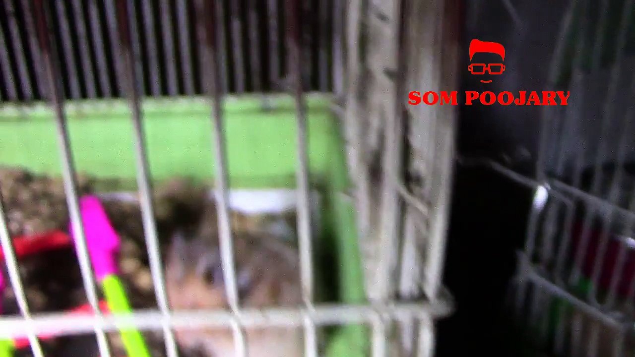 hamster fighting,hamster india