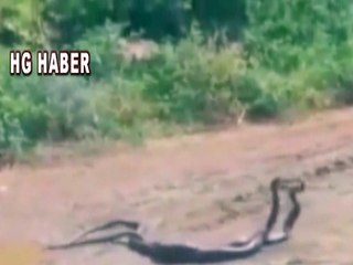 Yol Ortasındaki Yılanların Dansı Görüntülendi