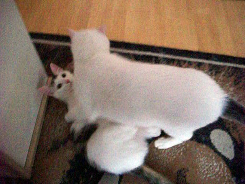 Harvey und Vinzent am 26.06.2016