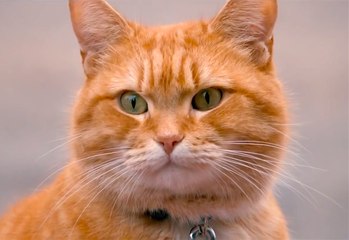 A Street Cat Named Bob - Official Trailer