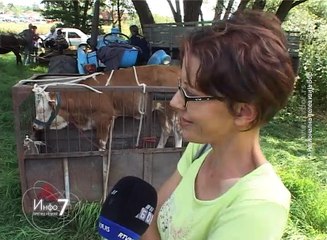 Info 7, 26. jun 2016. (RTV Bor)