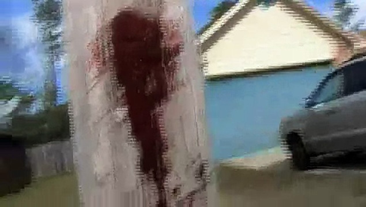 jackass mini series episode 5 pt 1