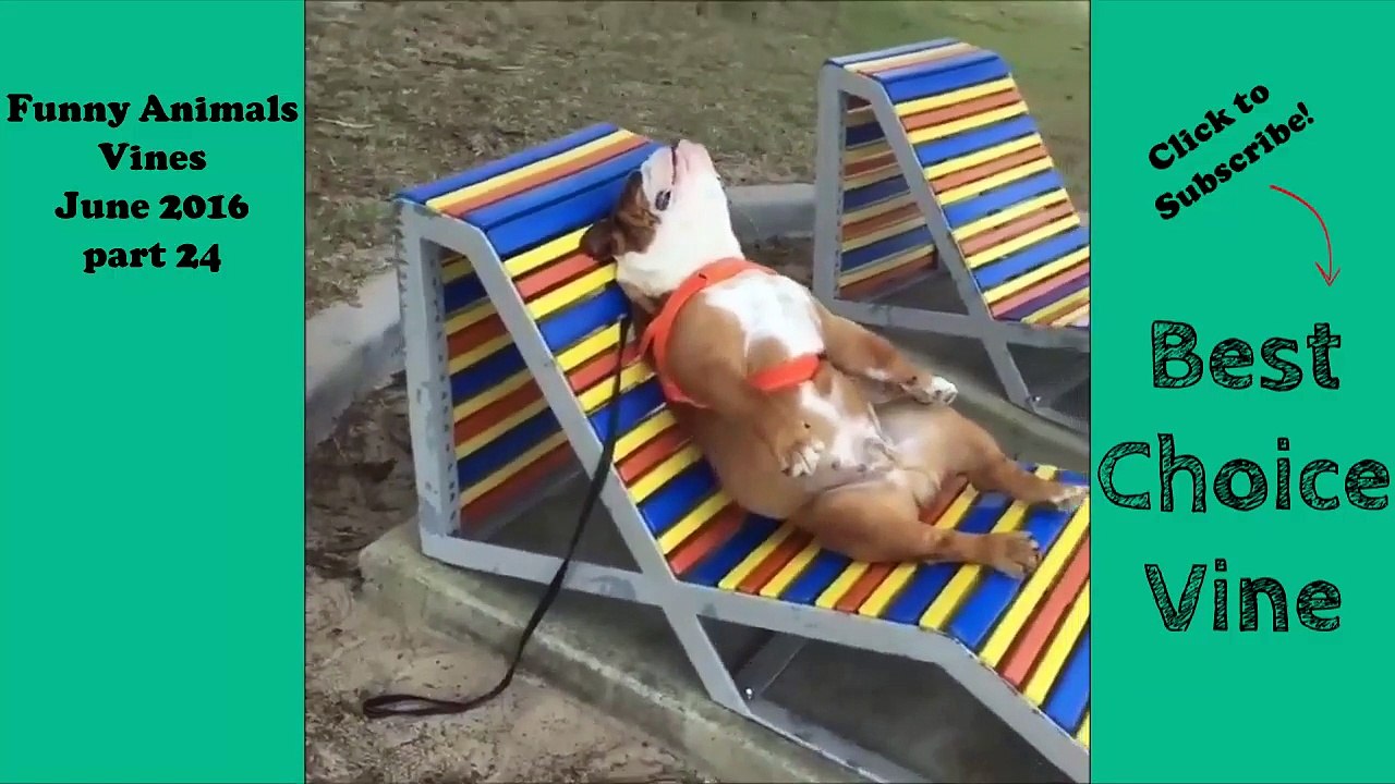 Funny Animals Vines June 2016 part 24 | BestChoiceVine