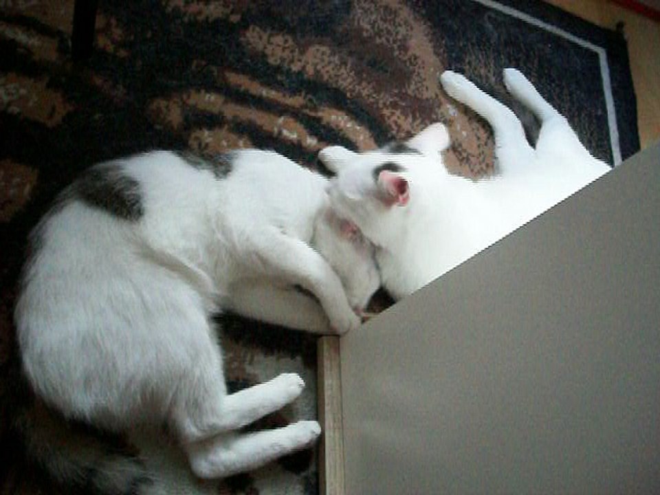 Harvey und Vinzent am 26.06.2016