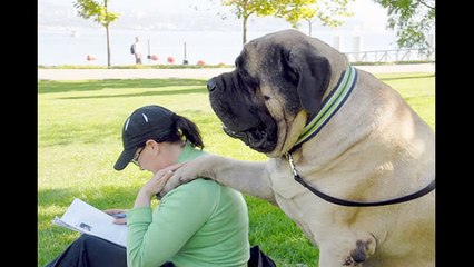 ‫اضخم 10 كلاب فى العالم لن تصدقوا حجمهم‬‎