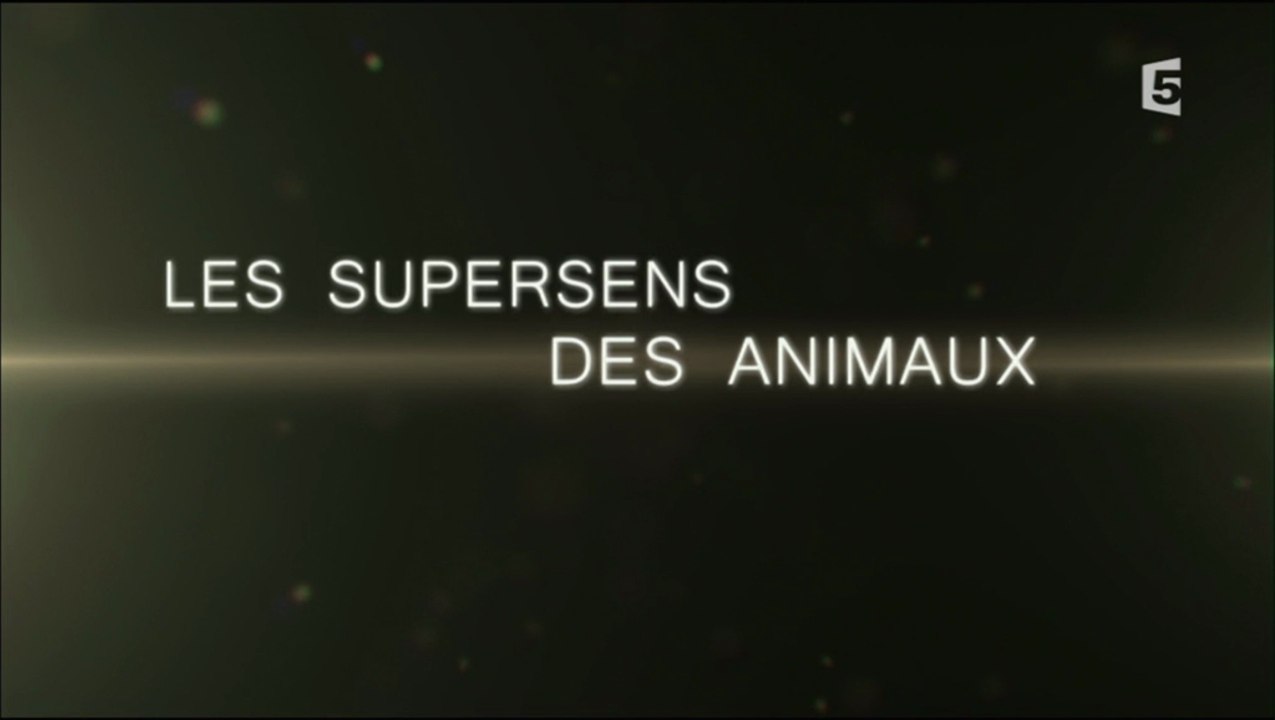 Les Supersens Des Animaux - Episode 2 - L'Ouïe [HD]