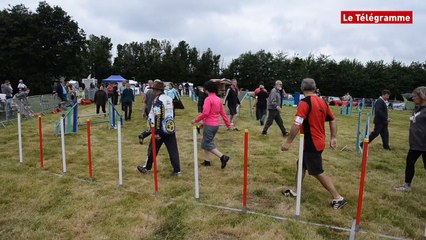 Saint-Brieuc. Concours d'agility : 75 chiens en lice