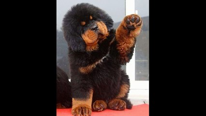 ‫اجمل 9 كلاب صغيرة جيراء فى العالم كم احب هذه المخلوقات اللطيفة‬‎