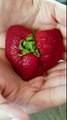 Mutant heart shaped triple strawberry.