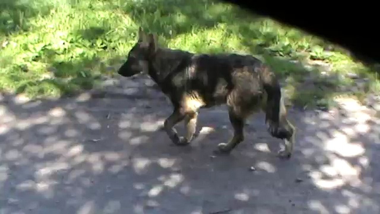 Гавкнула один раз собака