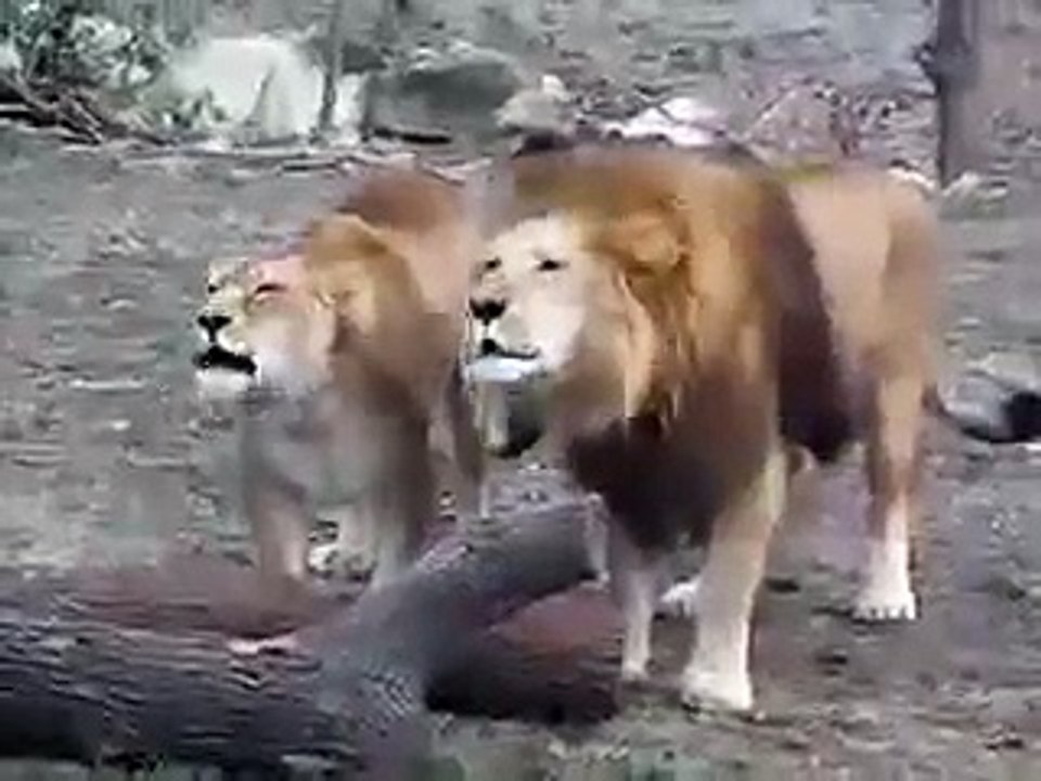 lion saying Allah
