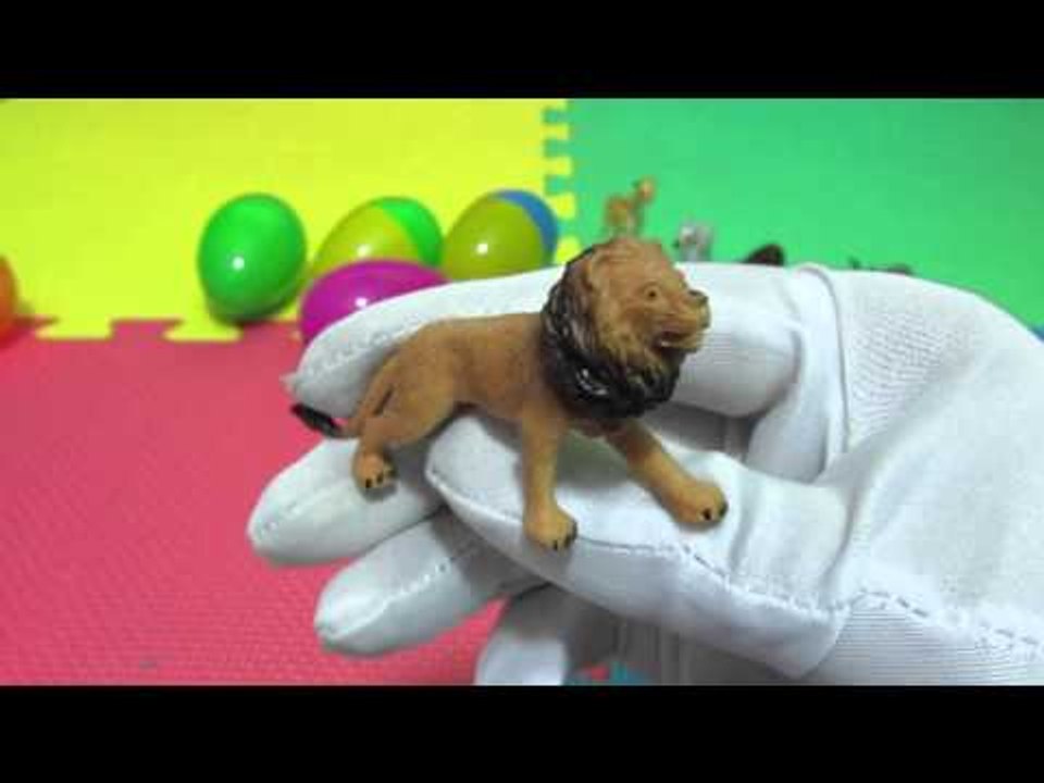 Eggs The Nature Zone Wildlife