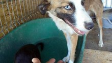 Onesti dog