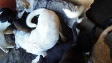 Ville Puppies