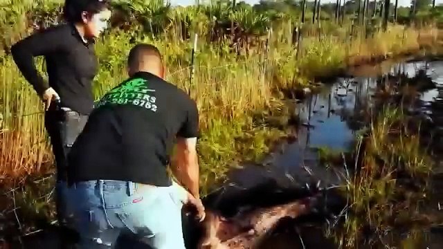 Top 10 Ataques Jabalí Hogs, Top 10 Charge D'un Sanglier, Los Mejores Videos De Caza