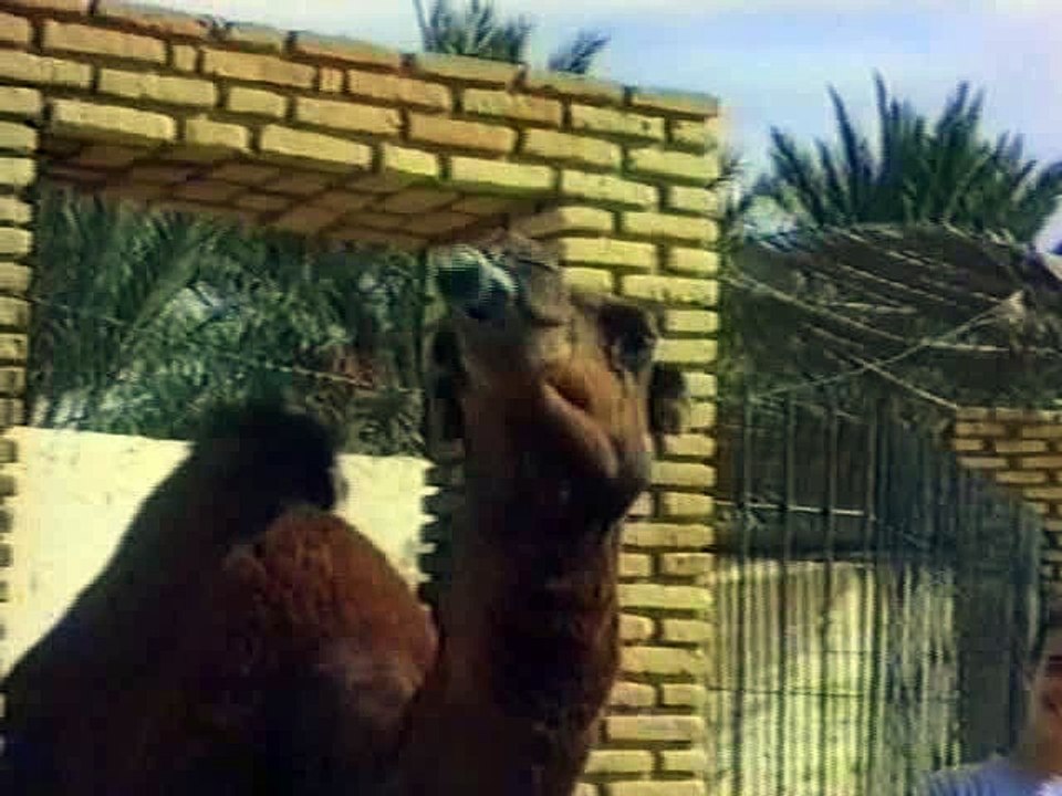 Camel Drinking