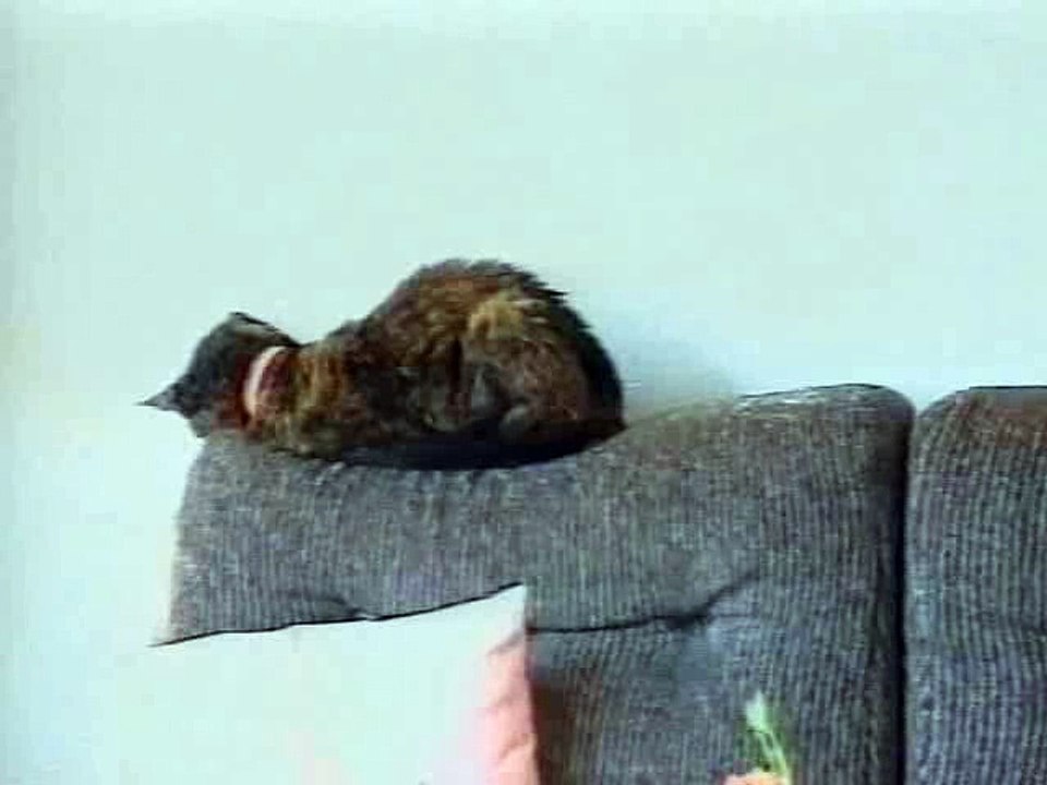 Cat Almost Fall Down While Sleeping