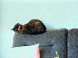 Cat Almost Fall Down While Sleeping