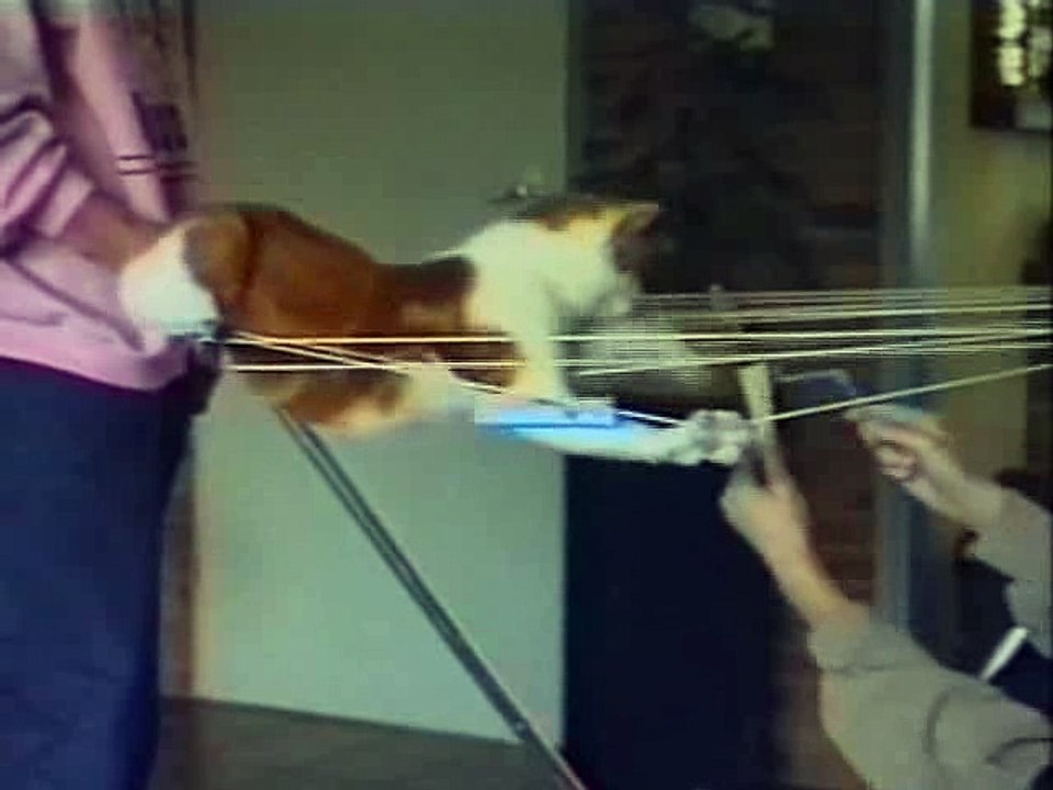 Spyder Cat