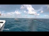 Couple Encounter Humpback Whales During Sailing Trip