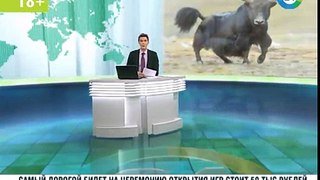 PAMIR TV - 24 В Таджикистане растет спрос на мясо яков.