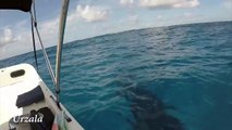 Couple Encounter Humpback Whales During Sailing Trip