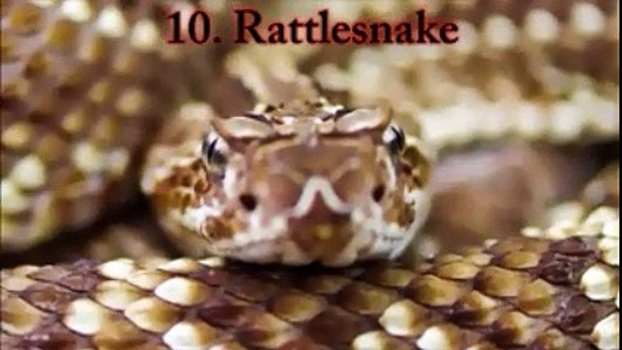 "Snakebite" - Melody & lyrics by Don Lange