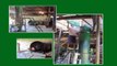 2011 BEST Flat Bed Paddy Dryer with rice husk gasifier, 6 Ton capacity (Ipa Stove)
