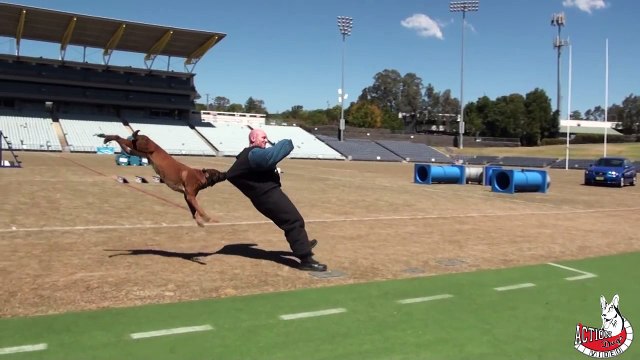 Chien policier plaque un homme à terre